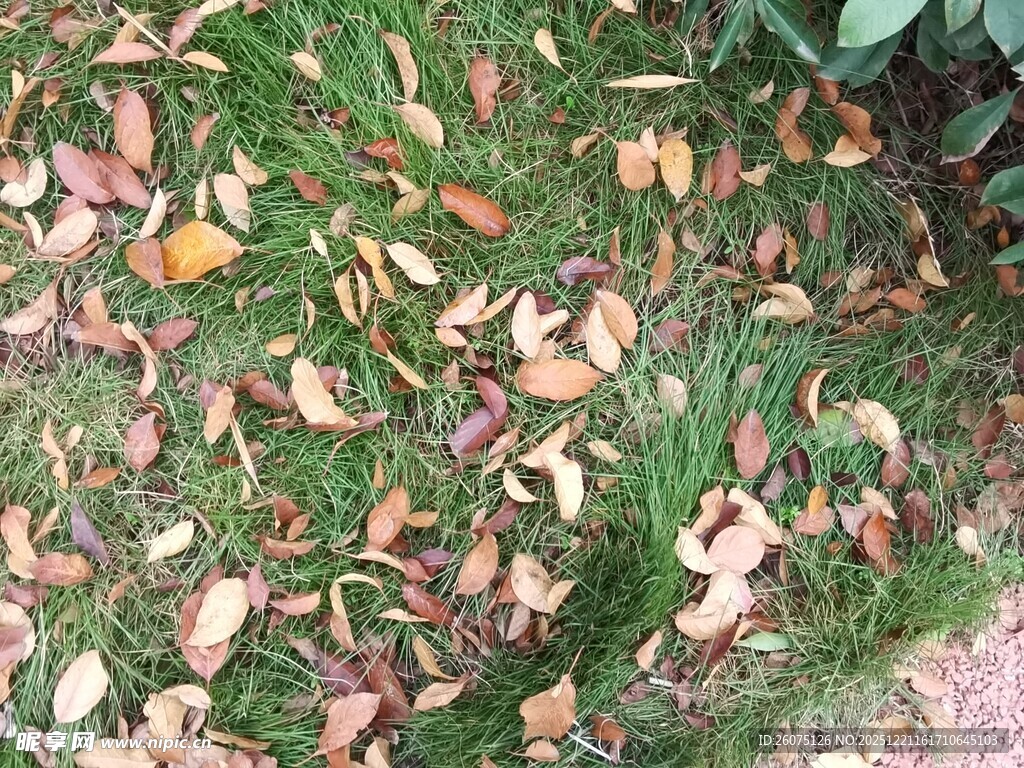 地面上的多彩落叶