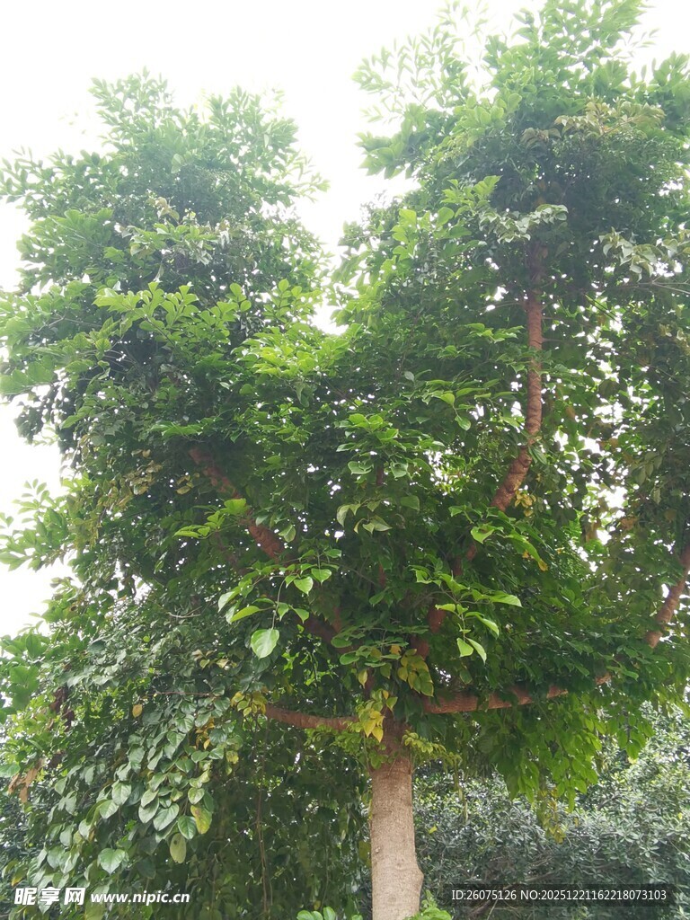 高大葱郁的绿树