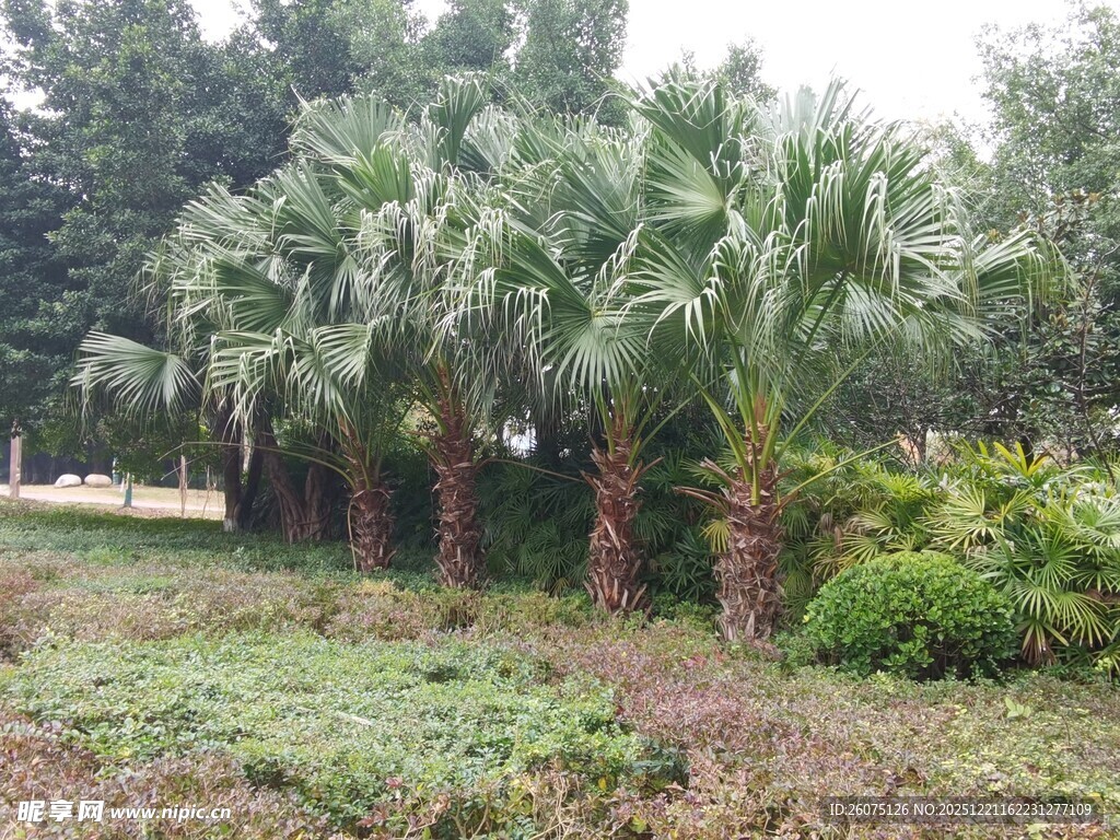 棕榈树林景观
