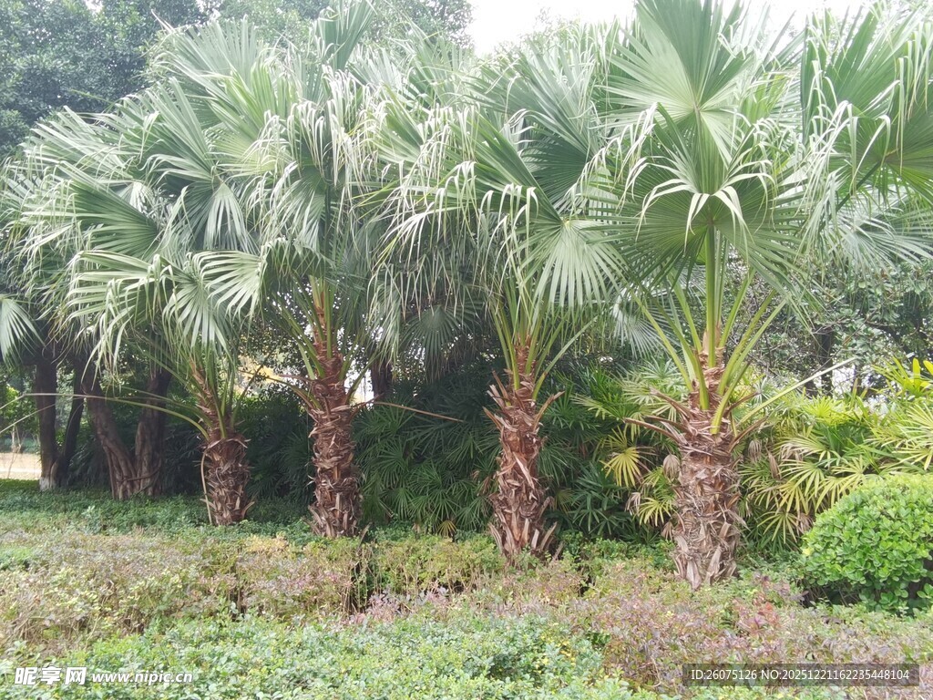 户外茂密棕榈树林景观