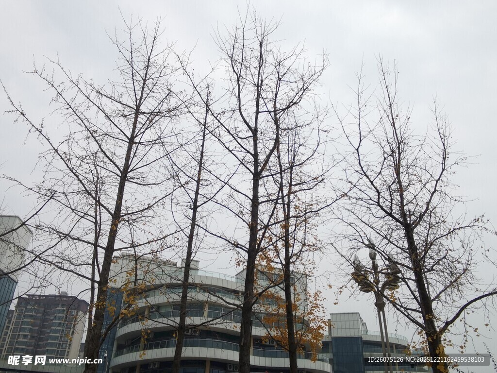 冬日光秃树木与城市建筑