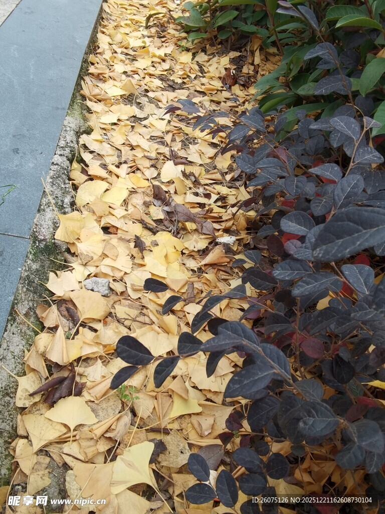 秋日路边落叶景致