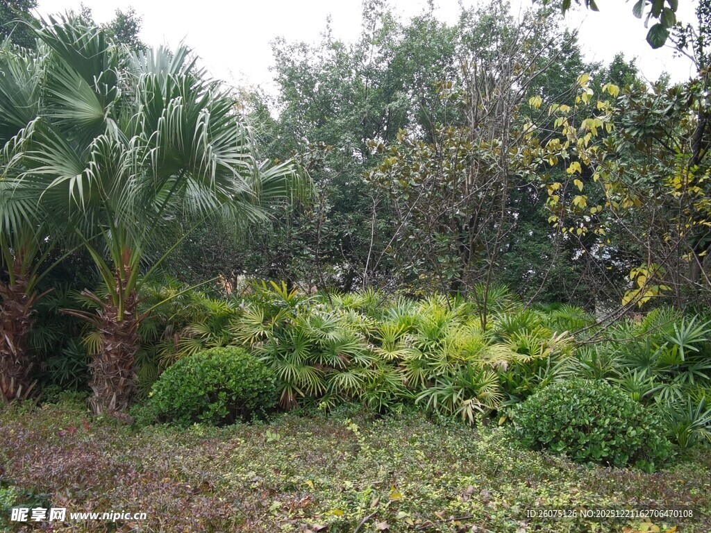 繁茂绿植的自然景致