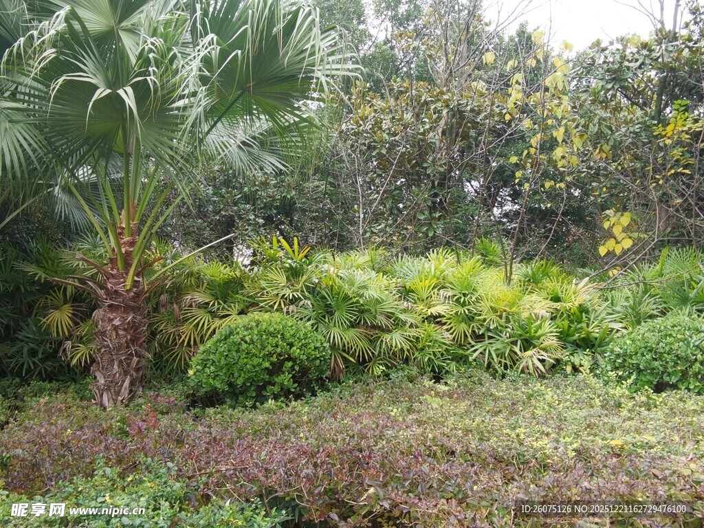 绿意盎然的植物景观