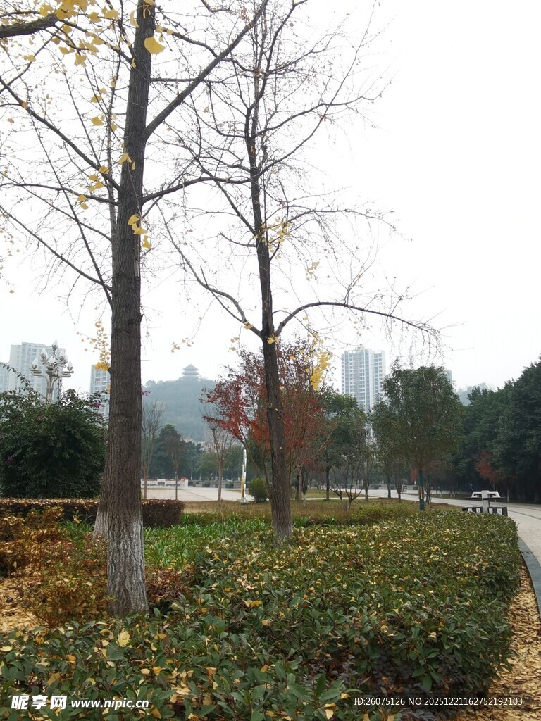 冬日路旁光秃树木与绿植