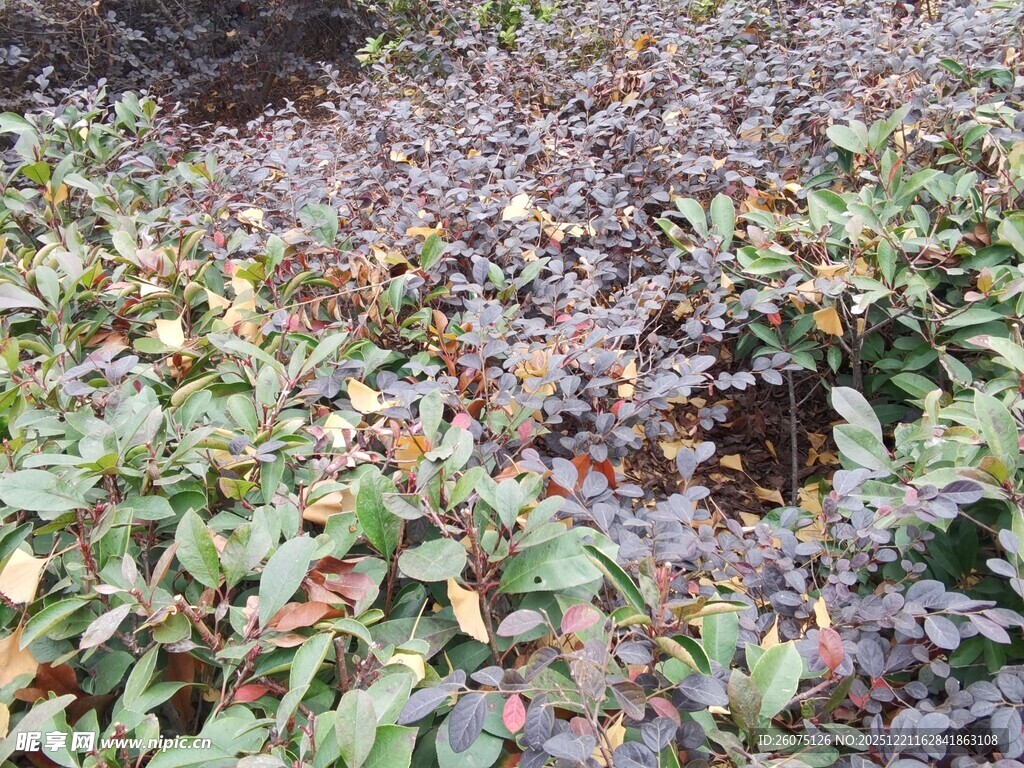 蓝莓植株生长景象