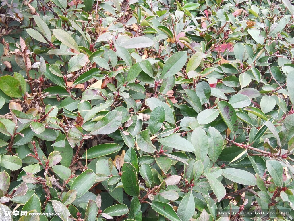 绿叶植物特写画面