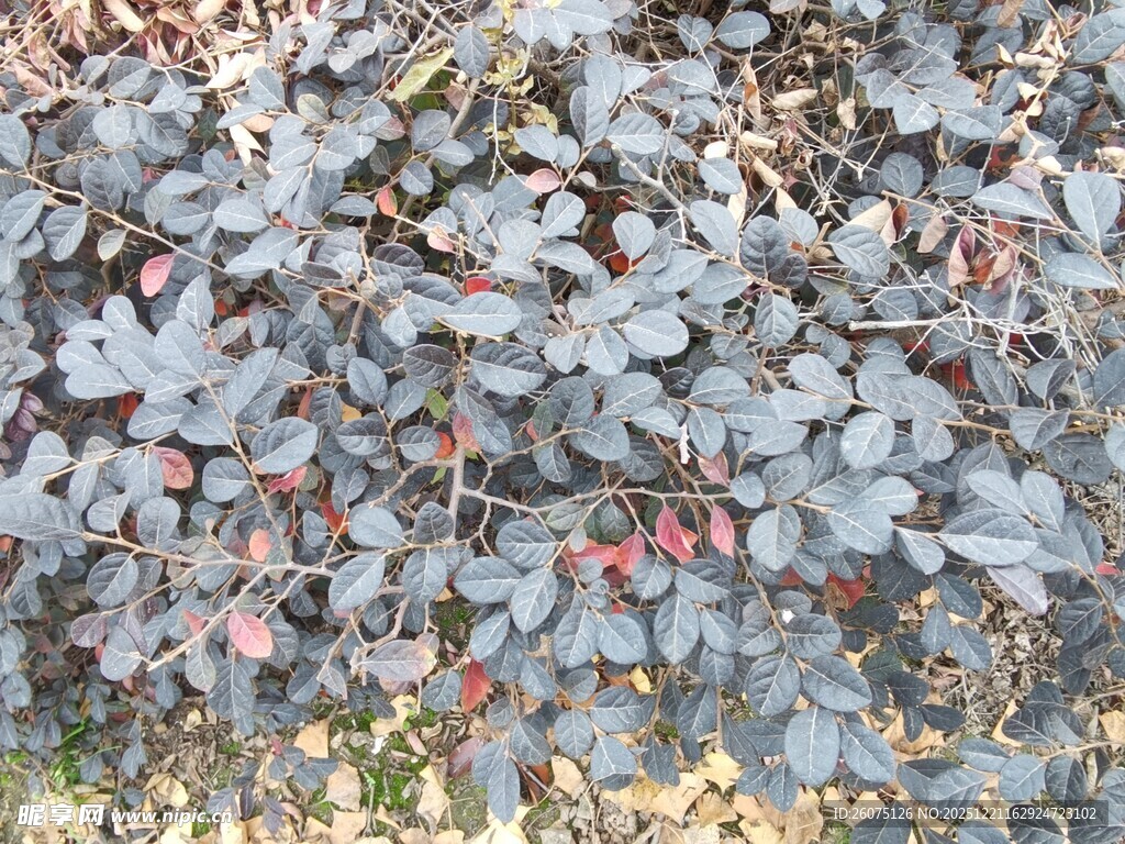 灰叶间的红色果实