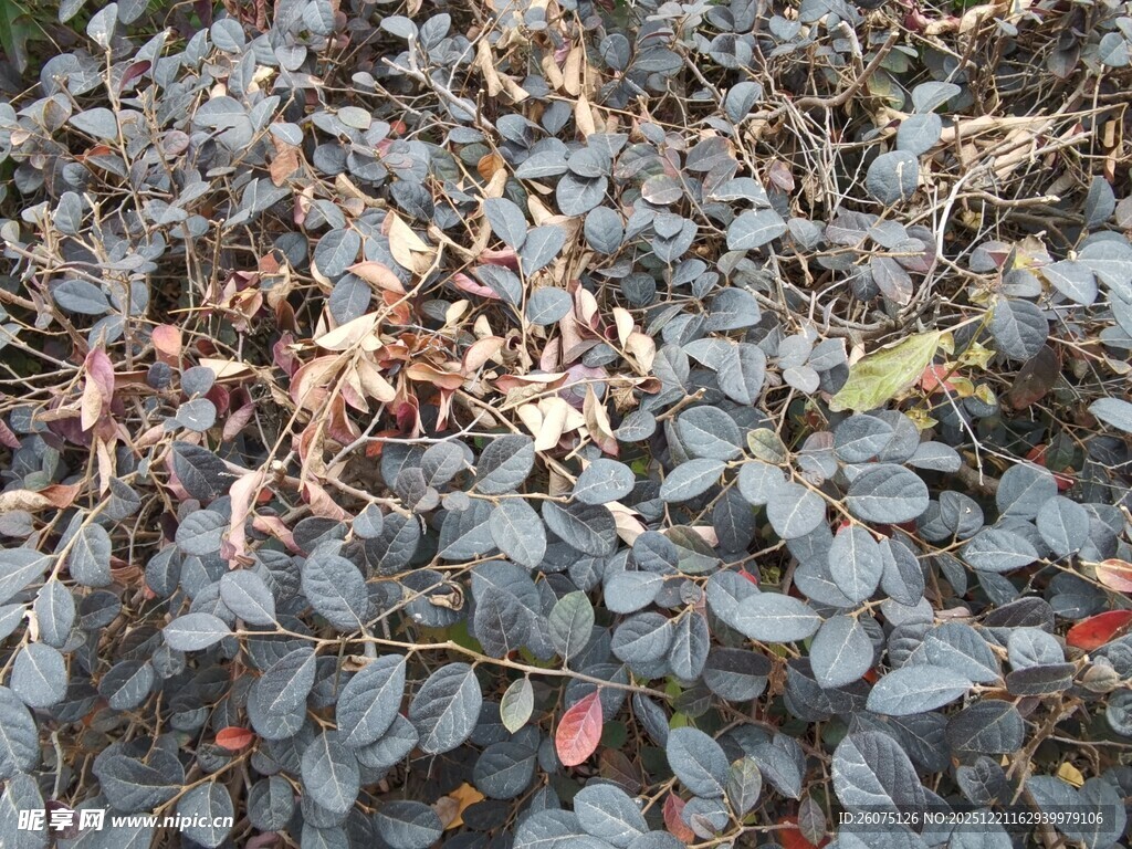 地面上的枯叶与绿植