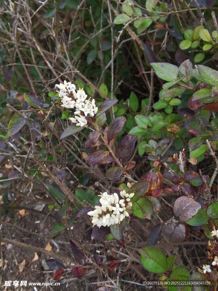 白色小花点缀绿叶间