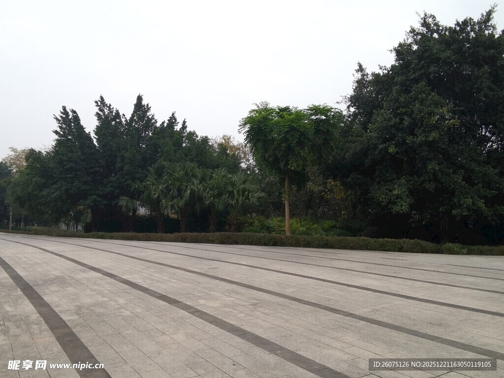 空旷广场与周边绿树