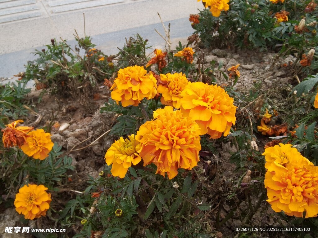 路边绽放的鲜艳橙色花朵