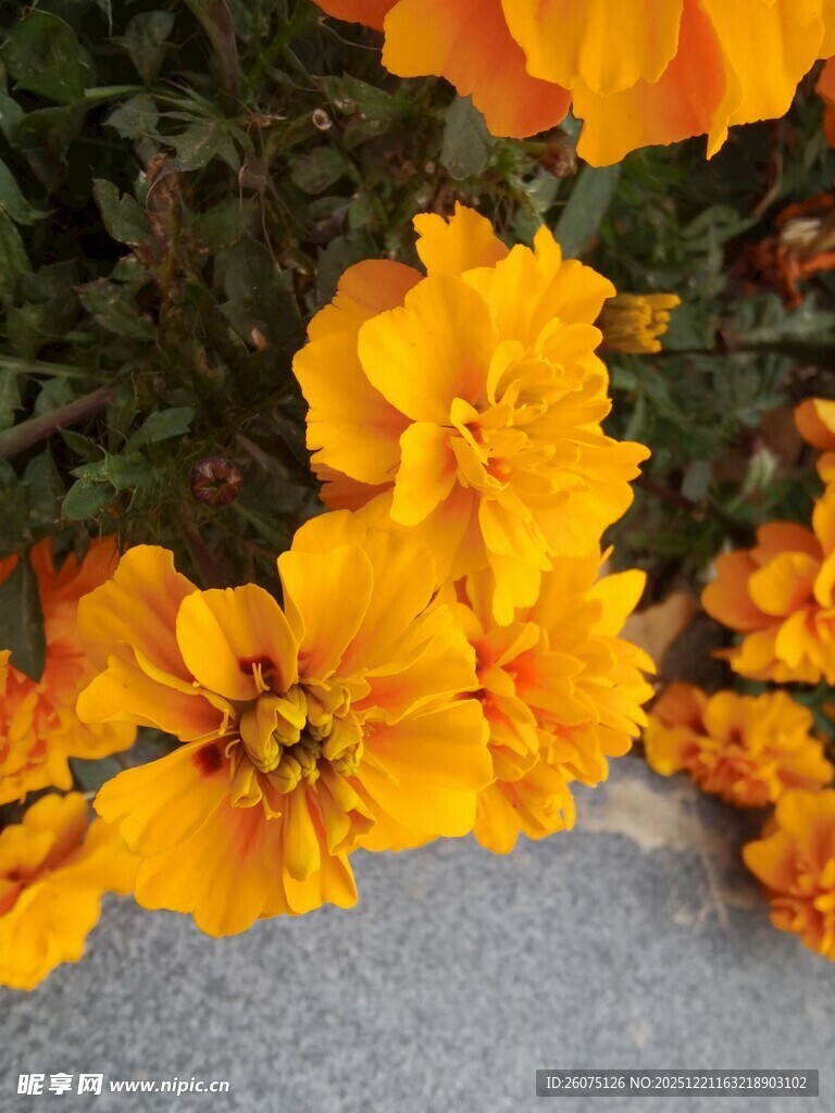 金黄花朵绽放于地面