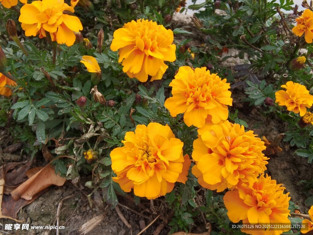 鲜艳黄色万寿菊绽放