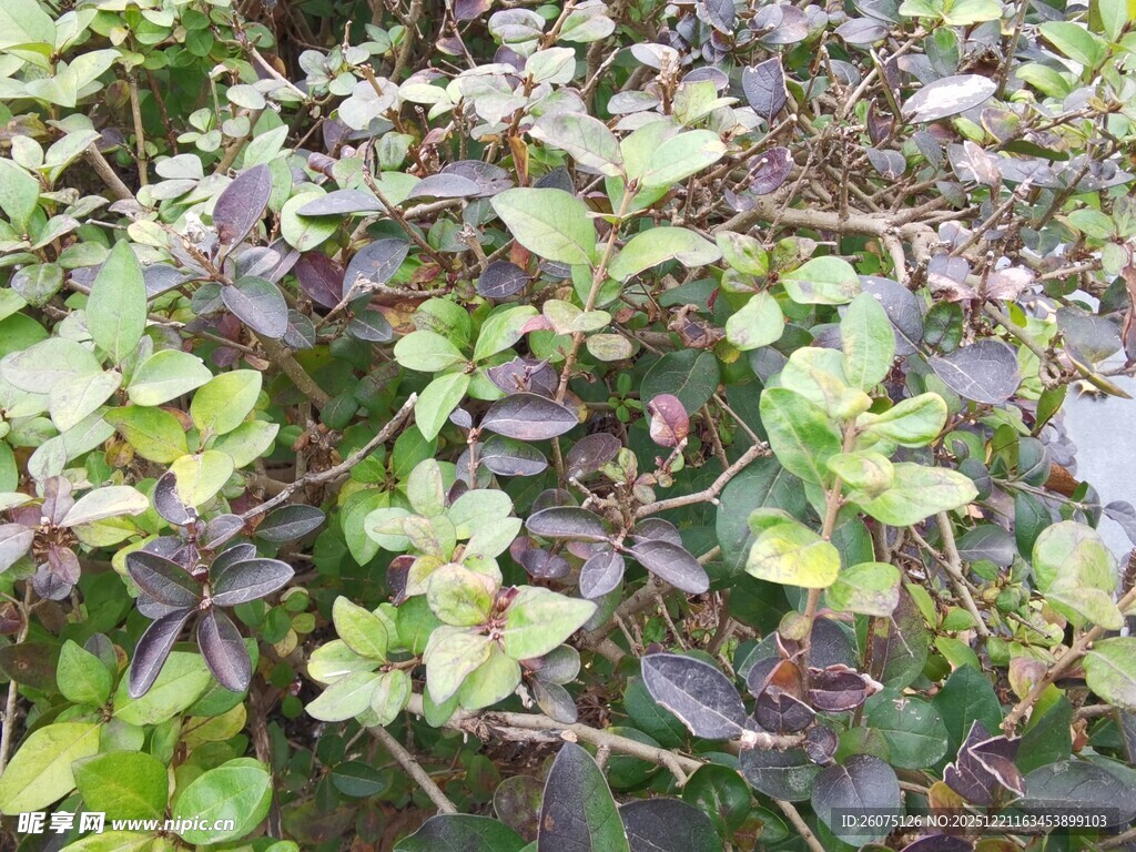 多彩叶片植物特写