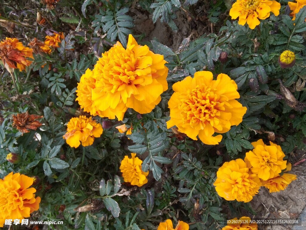 鲜艳万寿菊绽放于绿叶间