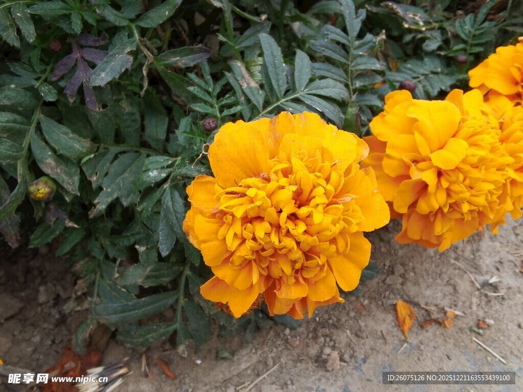 鲜艳黄色万寿菊绽放