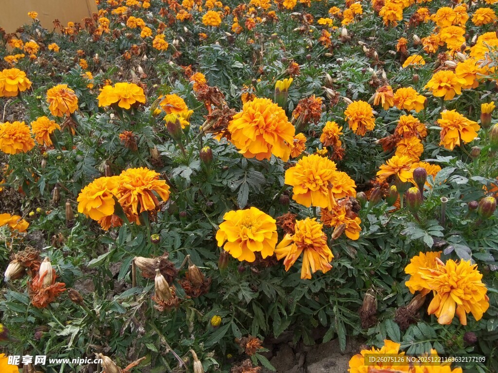 灿烂万寿菊绽放花海