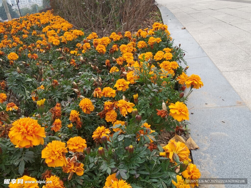 路边盛放的鲜艳万寿菊