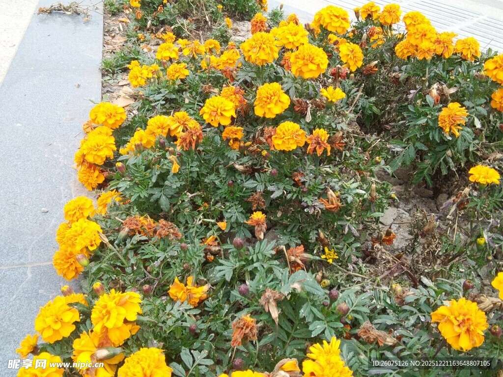 路边盛放的黄色万寿菊