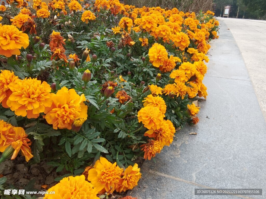 鲜艳橘色万寿菊绽放