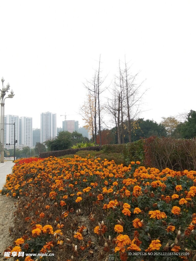 城市中绚烂的花卉景观