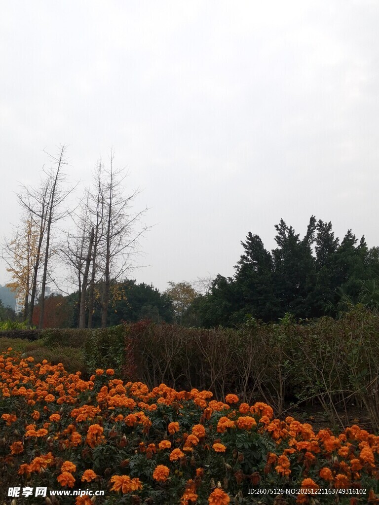 秋日橘色花海与树木景观