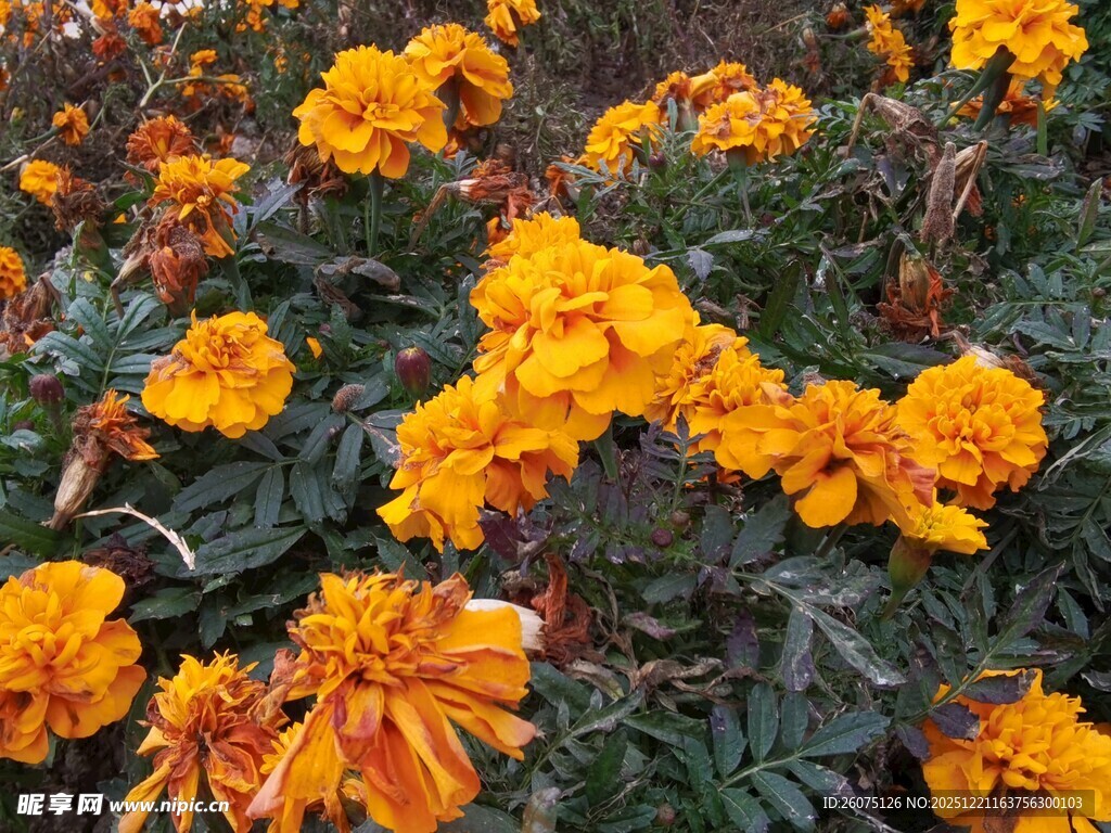 鲜艳橘色万寿菊绽放