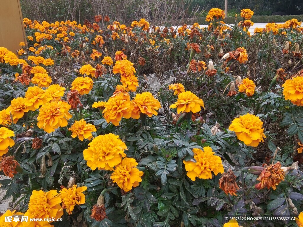 盛开的黄色万寿菊景观