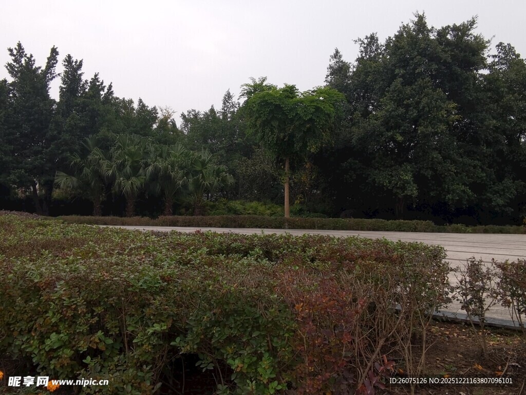 户外自然景观中的绿植水域