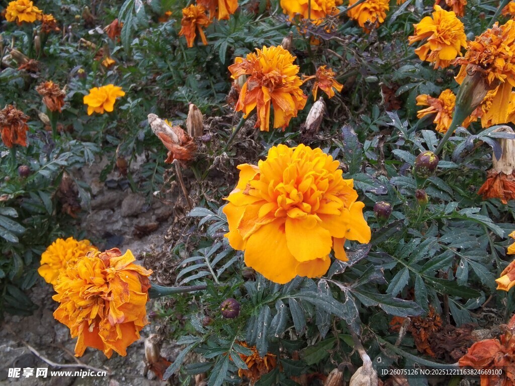 鲜艳万寿菊绽放于绿叶间