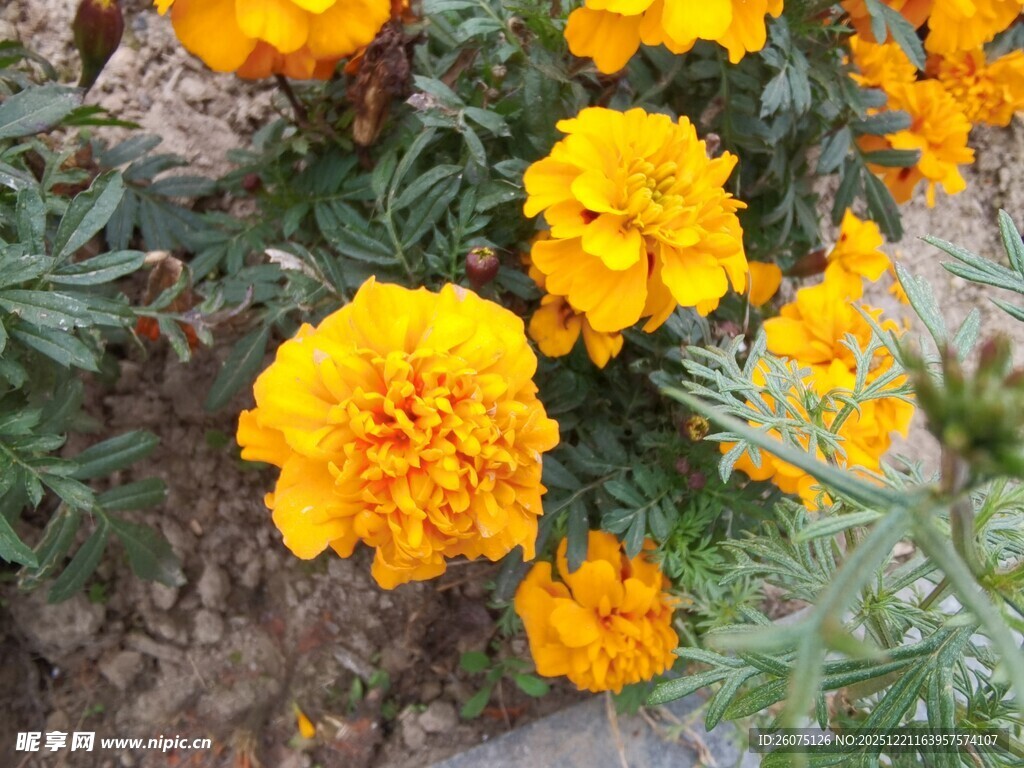 鲜艳黄色万寿菊绽放