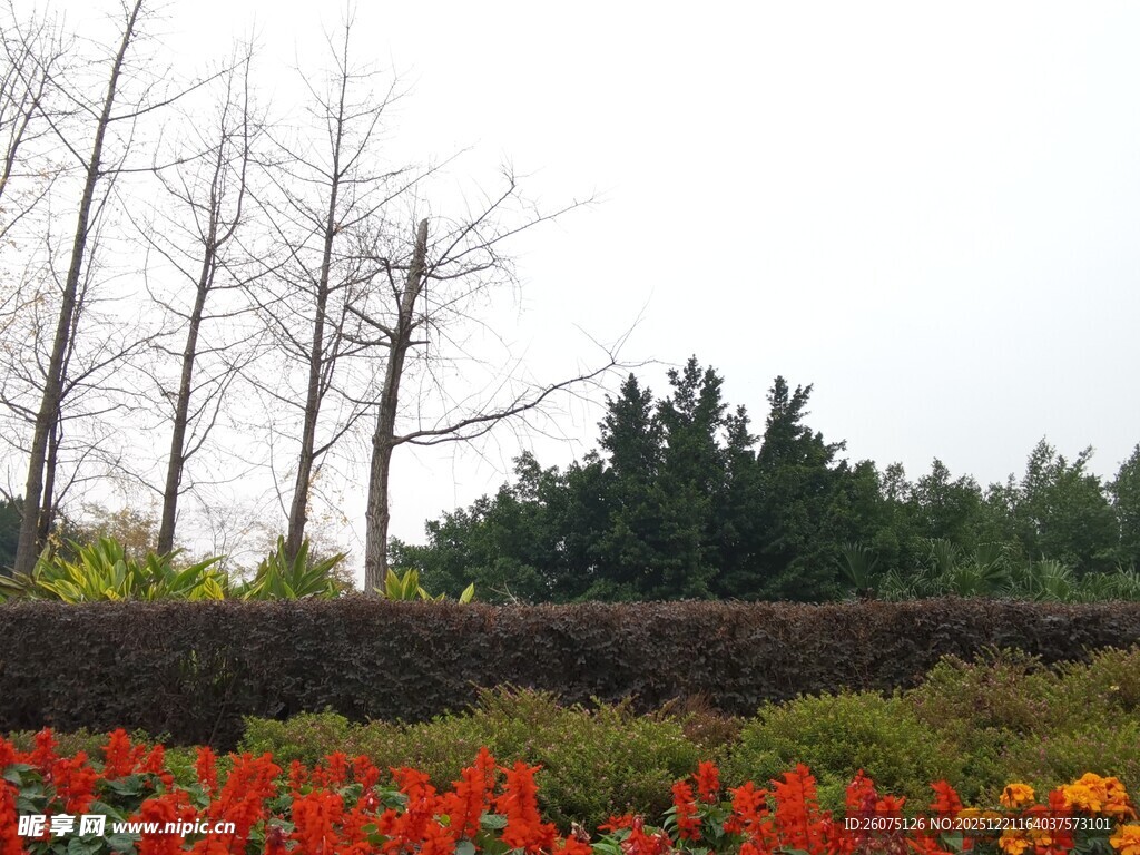 秋日花丛与树木景致