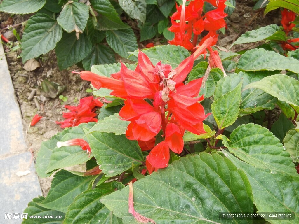 鲜艳一串红绽放绿叶间