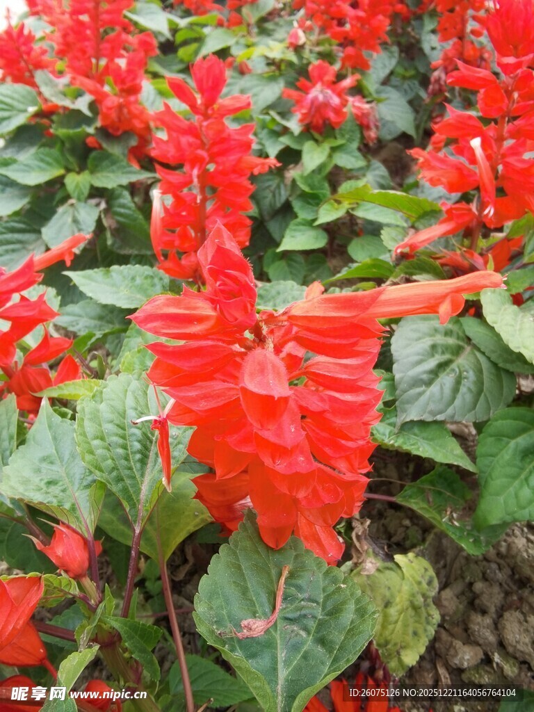 鲜艳一串红绽放绿叶间