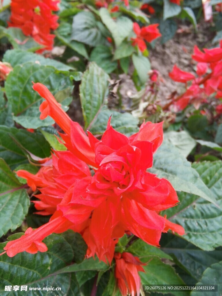 鲜艳红色花卉特写