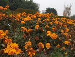 灿烂盛放的橙色花卉景观