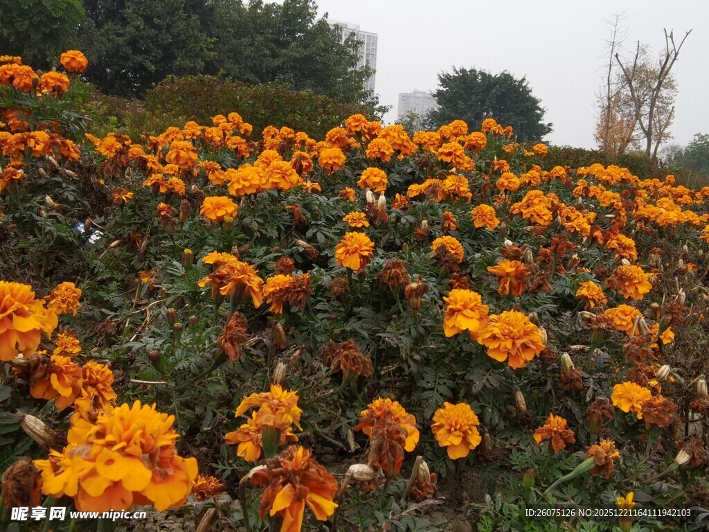 灿烂盛放的橙色花卉景观