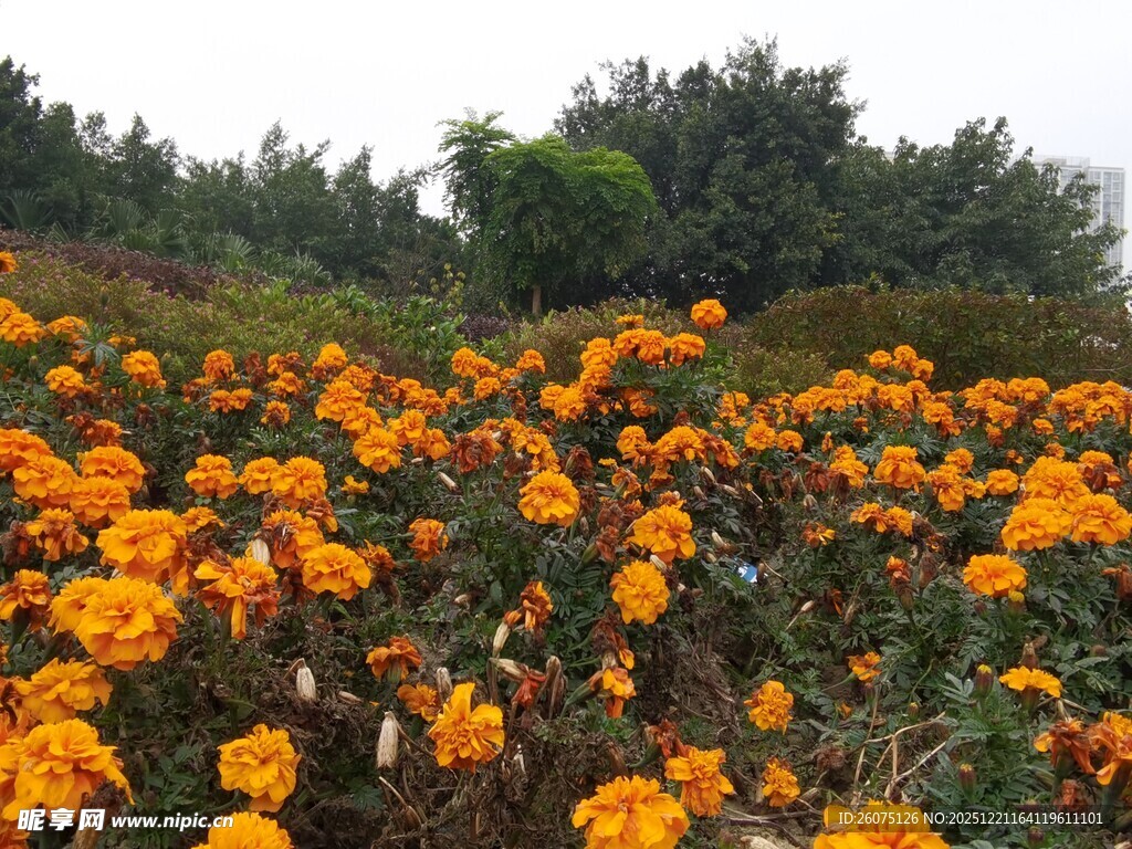 绚烂万寿菊花海景观