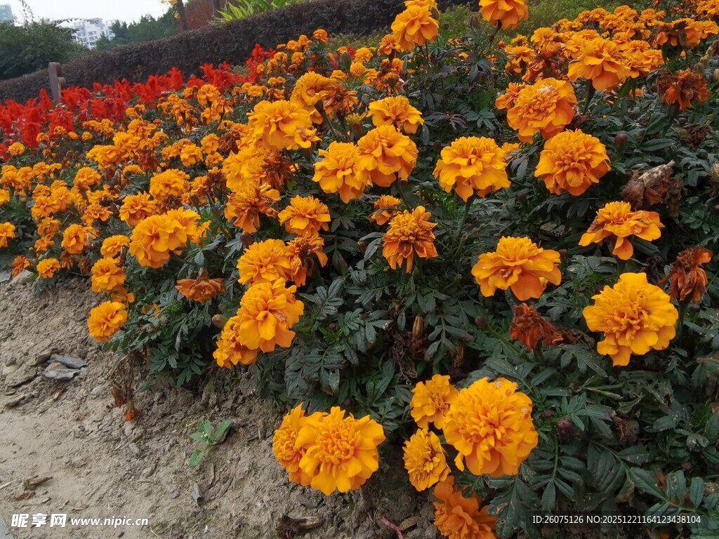 绚烂万寿菊绽放田园风光