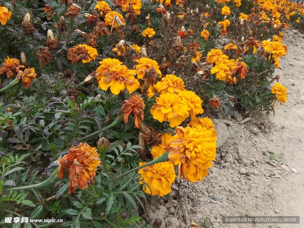盛开的橙色万寿菊景观