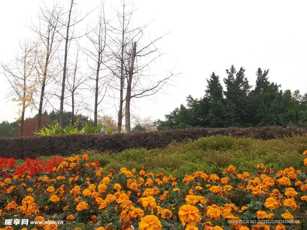 秋日花海与树木景观