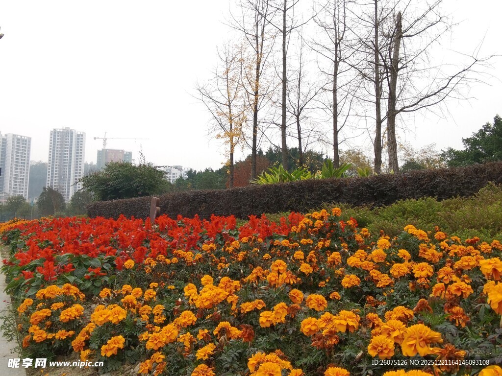 城市中绚烂多彩的花卉景观