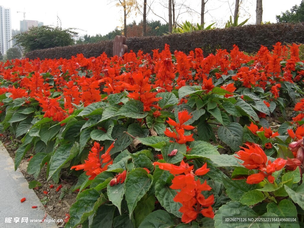 鲜艳一串红绽放美景