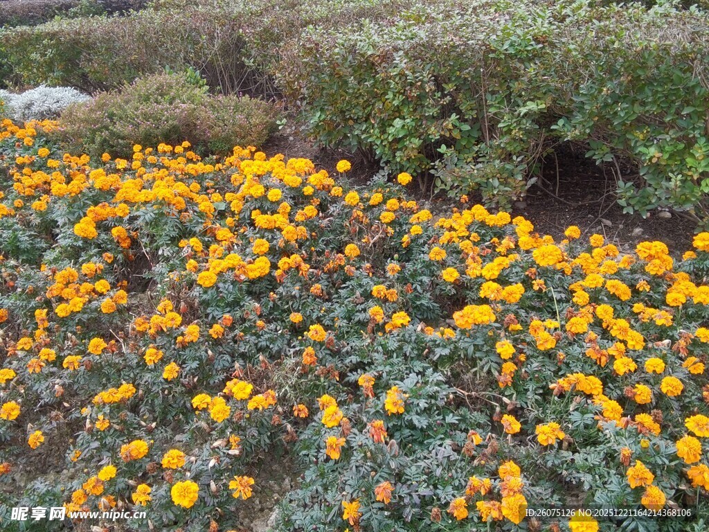 金黄花丛绽放生机