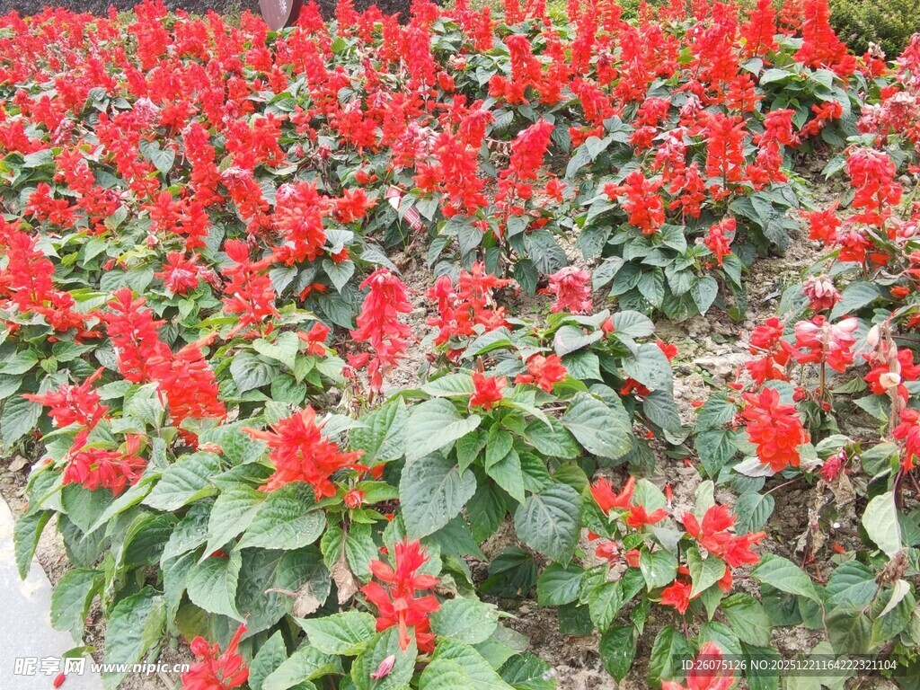 鲜艳一串红花卉景观