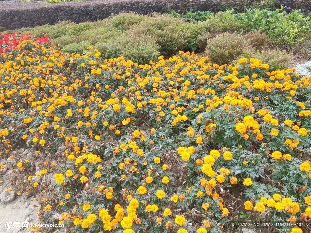 缤纷花海绽放绚烂色彩