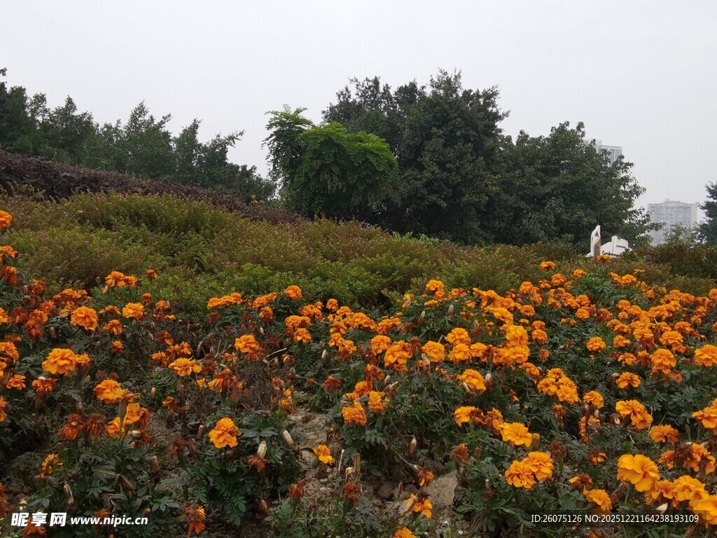 山坡上绚烂的橙色花海