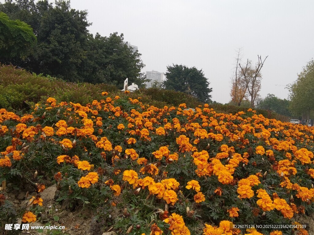 橘色花海绽放美丽景致