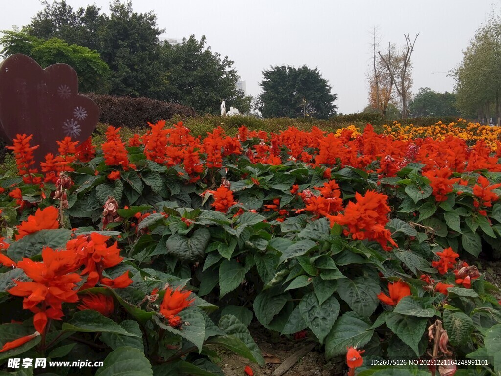 鲜艳一串红花卉景观